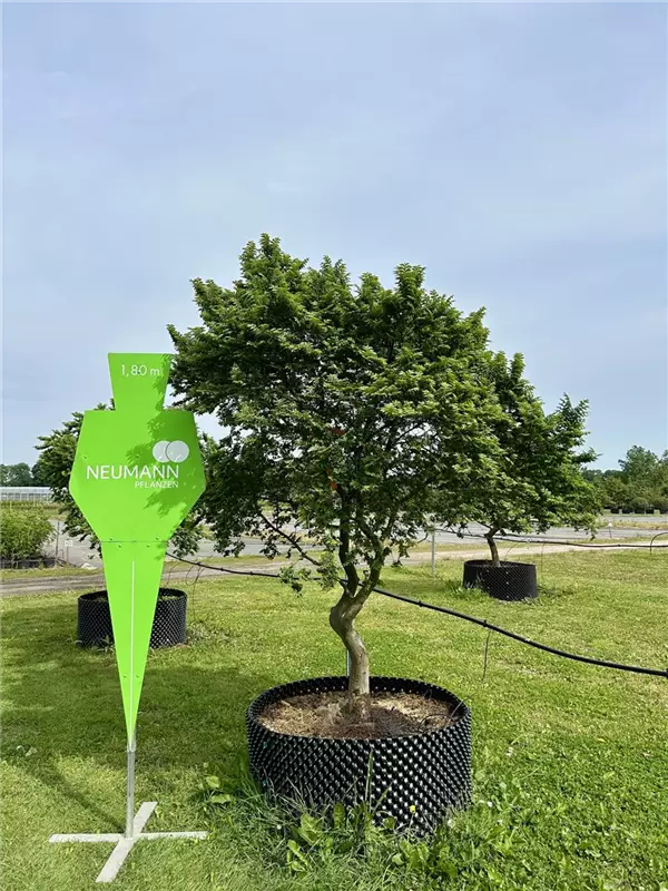 Ulmus hollandica 'Jacqueline Hillier'