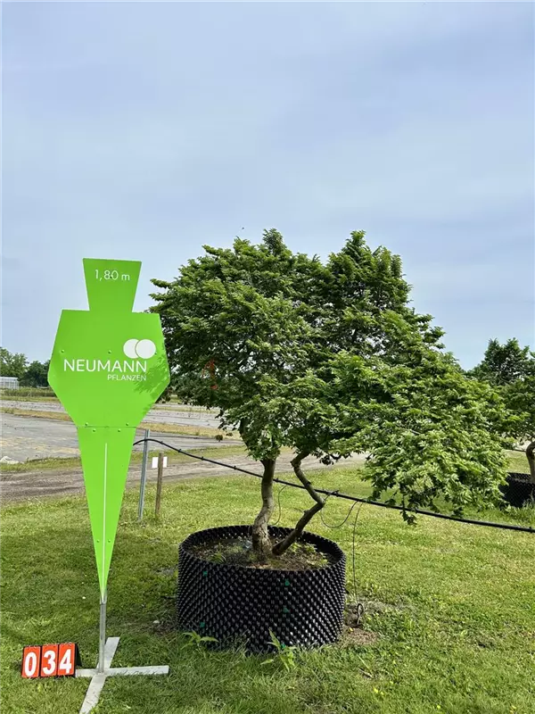 Ulmus hollandica 'Jacqueline Hillier'