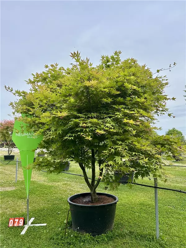 Acer palmatum 'Osakazuki'