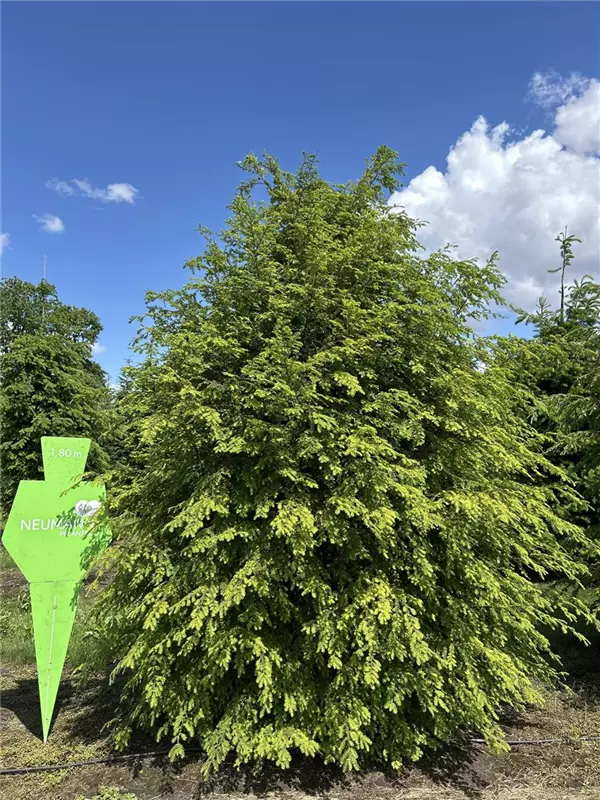 Tsuga canadensis