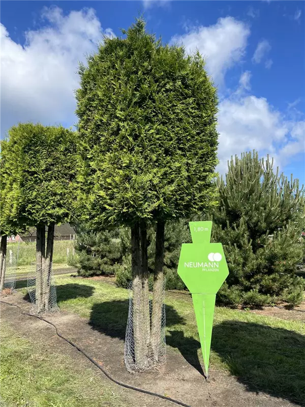 Thuja occidentalis 'Brabant'