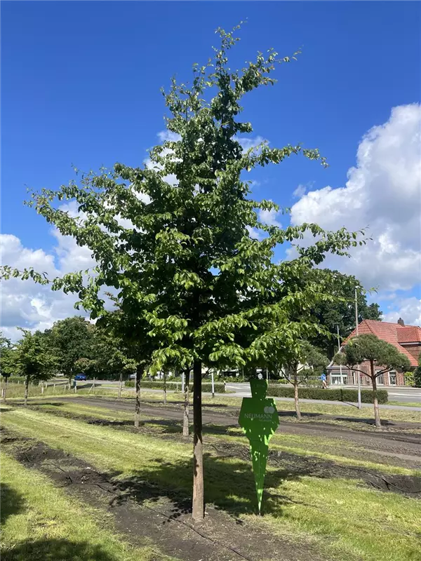 Parrotia persica