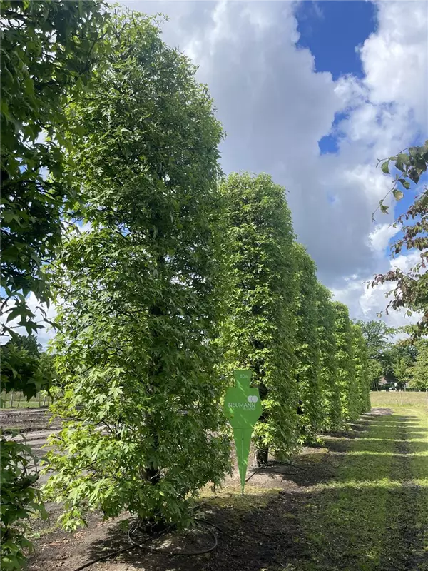 Liquidambar styraciflua 'Worplesdon'
