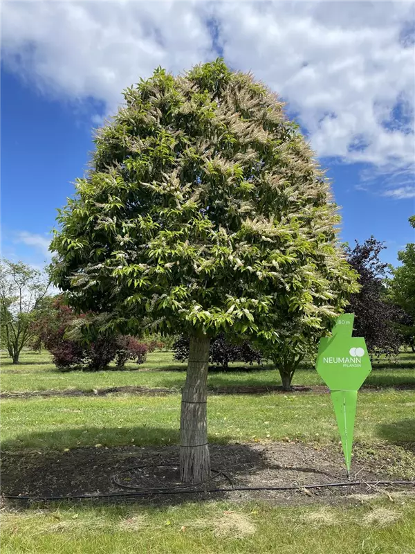 Prunus lusitanica 'Angustifolia'