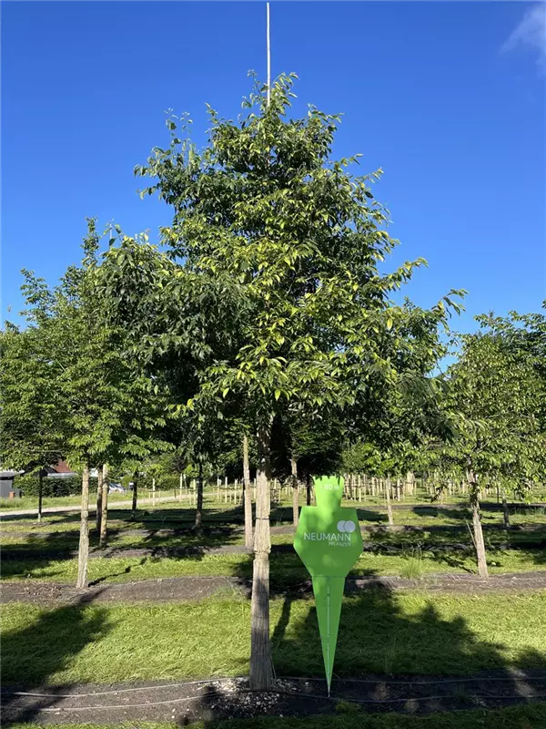 Celtis australis