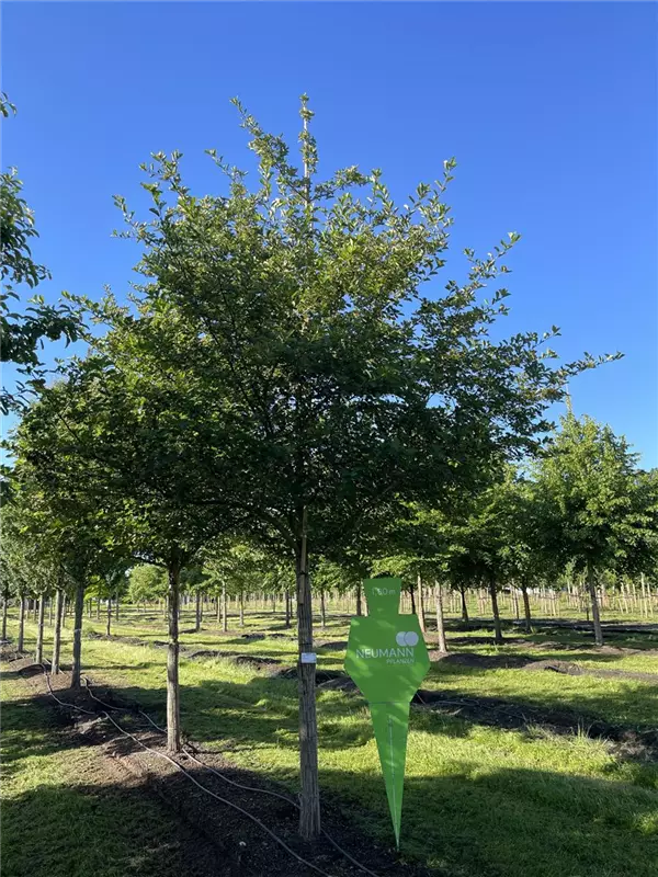 Crataegus prunifolia 'Splendens'