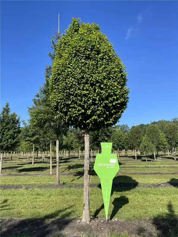 Carpinus betulus 'Fastigiata Monument'