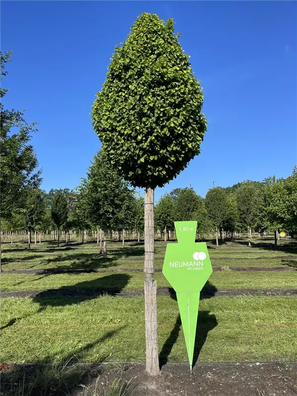 Carpinus betulus 'Fastigiata Monument'