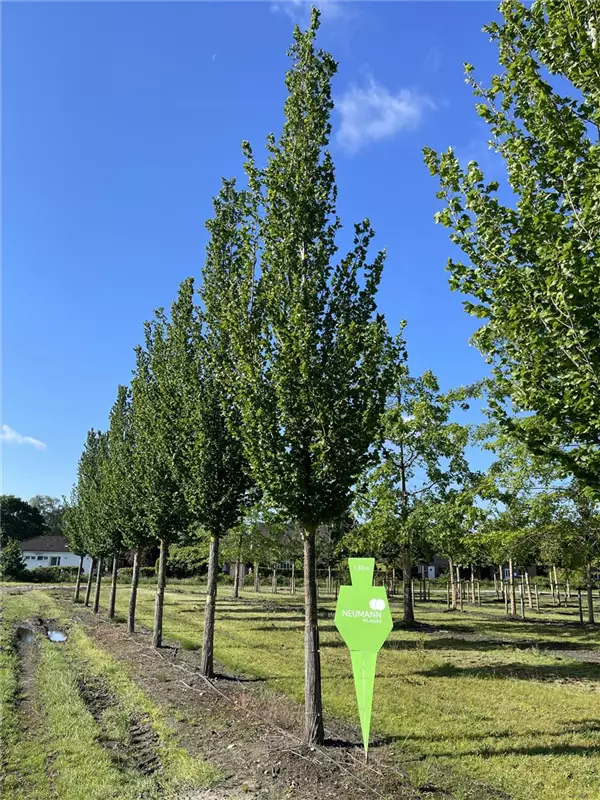 Ulmus 'Columella' -S-