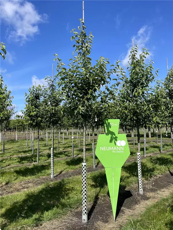 Malus 'Jonagold' CAC