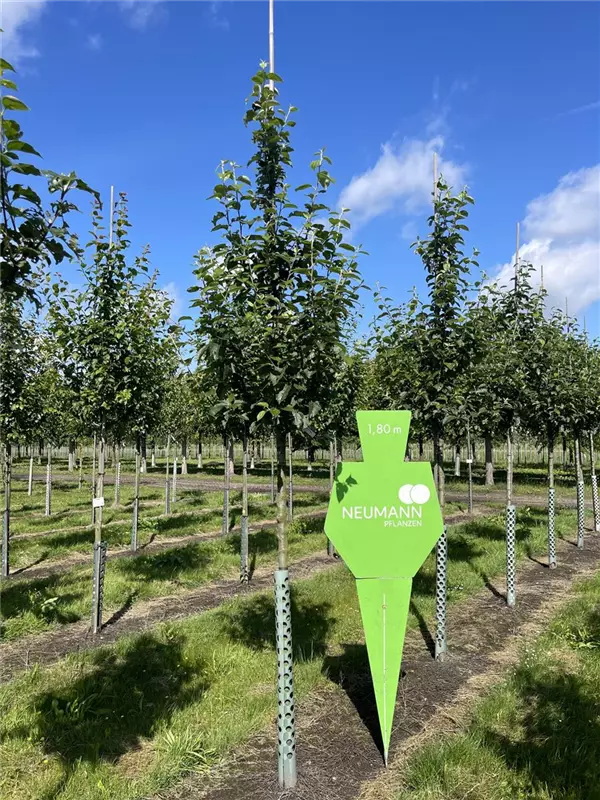 Malus 'Kaiser Wilhelm' CAC