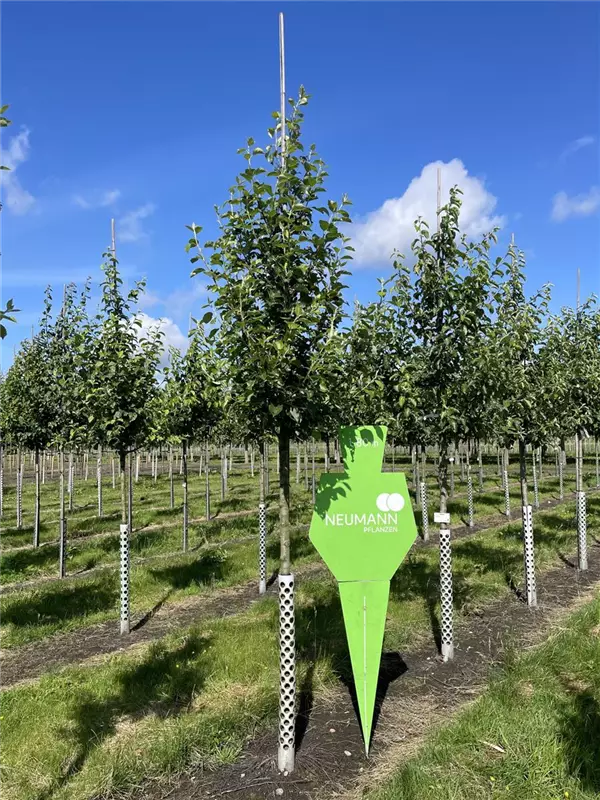 Malus 'James Grieve' CAC