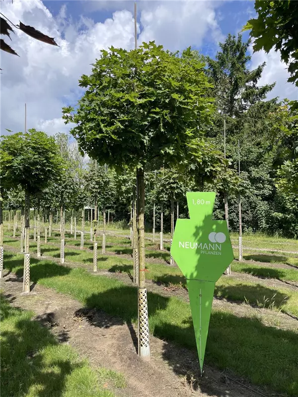 Acer platanoides 'Globosum'