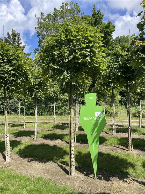 Acer platanoides 'Globosum'