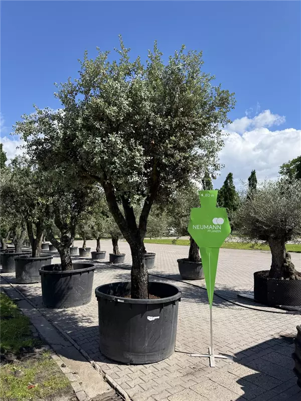 Quercus ilex 'Rotundifolia'