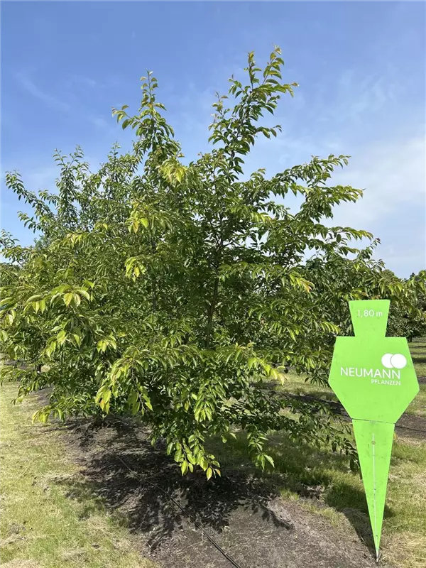 Prunus yedoensis