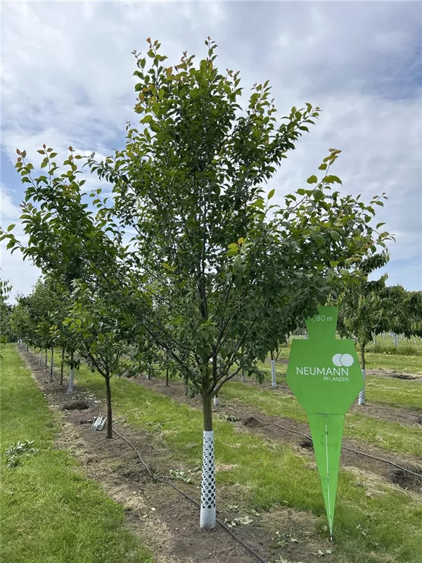 Prunus dom.'Hauszwetsche' CAC