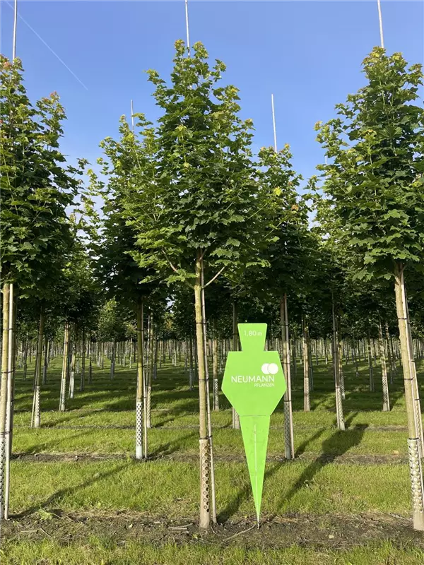 Acer platanoides 'Cleveland'
