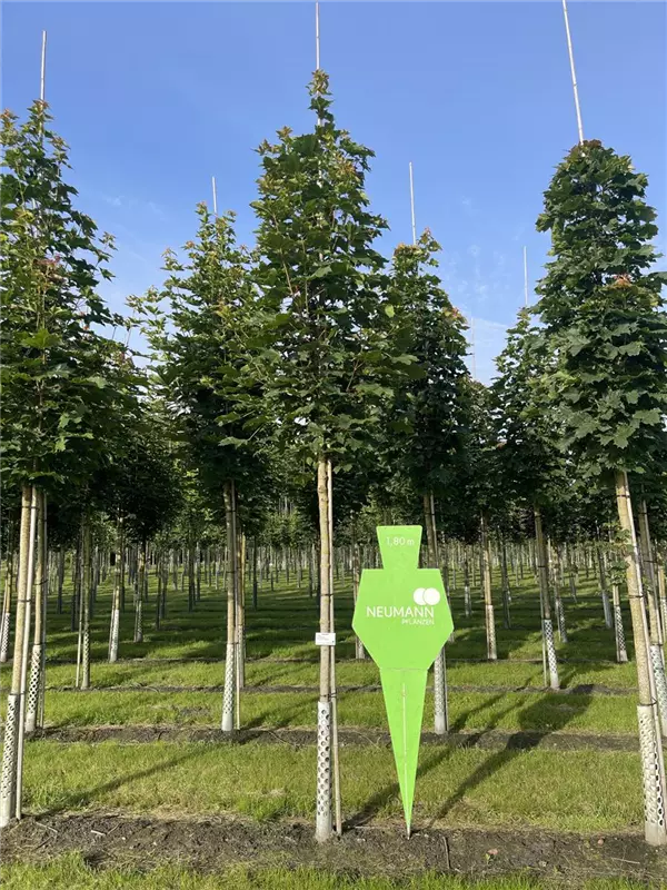 Acer platanoides 'Emerald Queen'