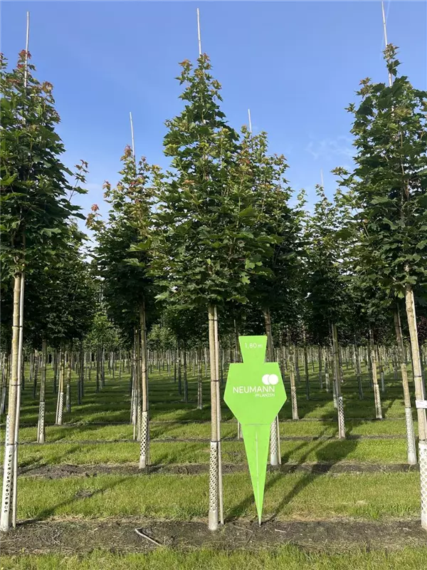 Acer platanoides 'Emerald Queen'
