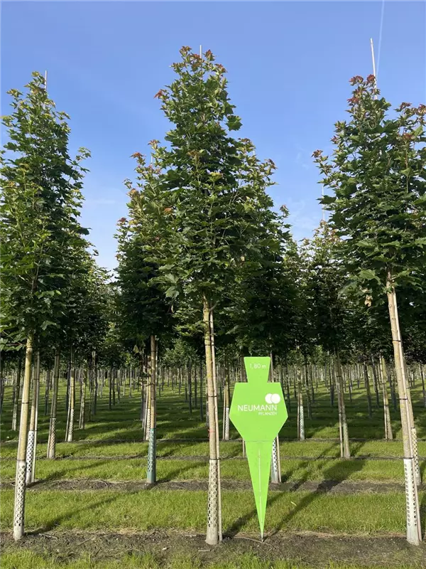 Acer platanoides 'Emerald Queen'