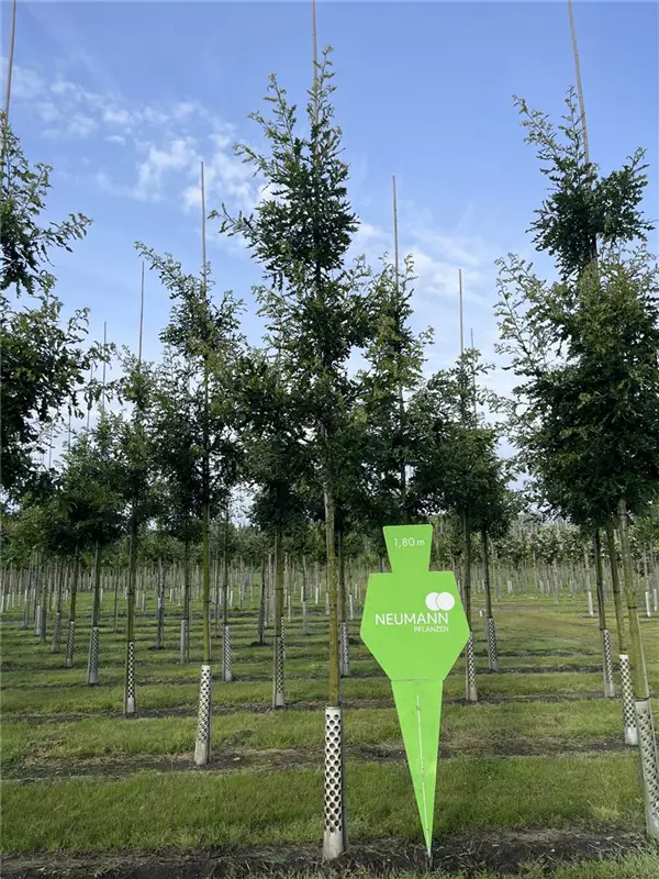Quercus cerris