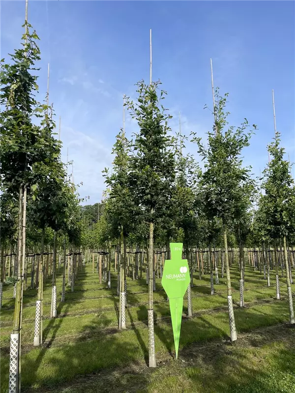 Quercus robur