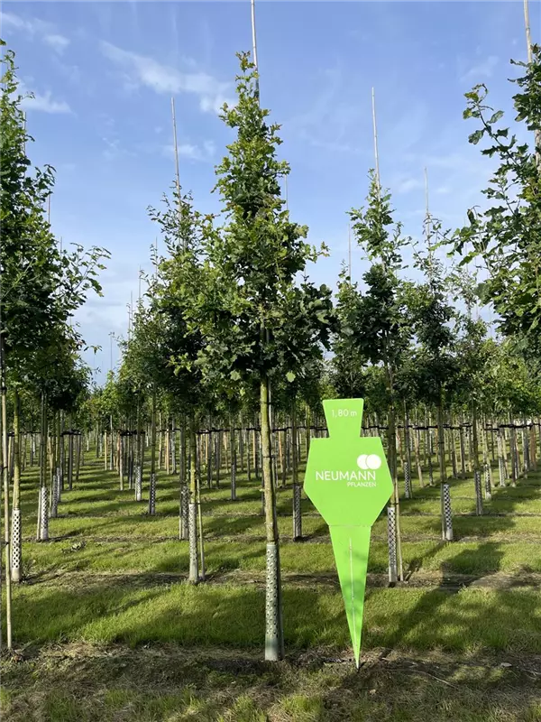 Quercus robur
