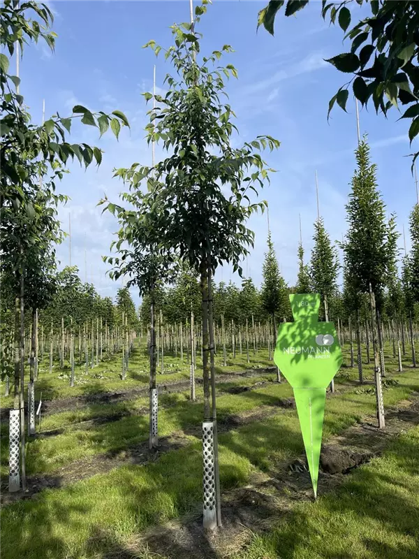 Celtis australis