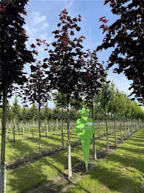Acer platanoides 'Royal Red'