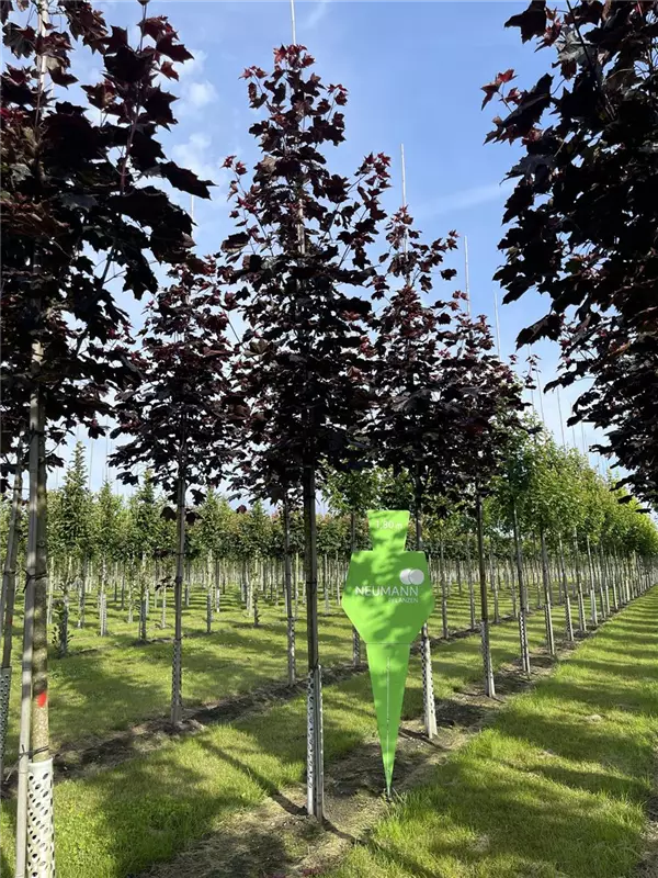 Acer platanoides 'Royal Red'