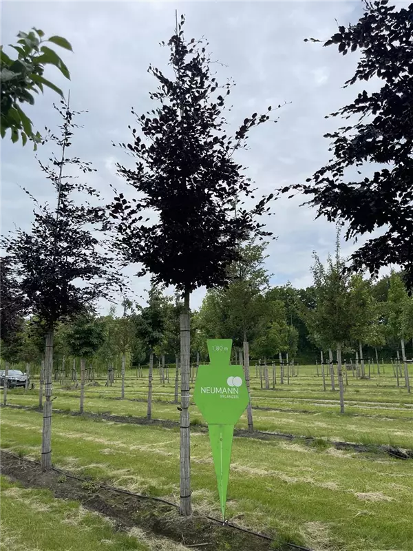 Fagus sylvatica purpurea