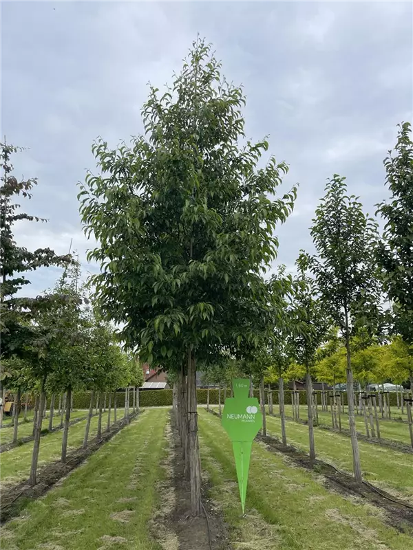 Alnus spaethii