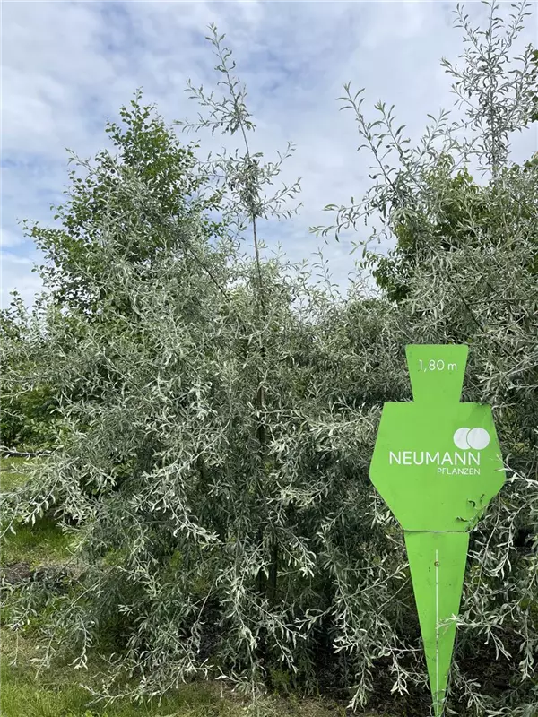 Pyrus salicifolia 'Pendula'