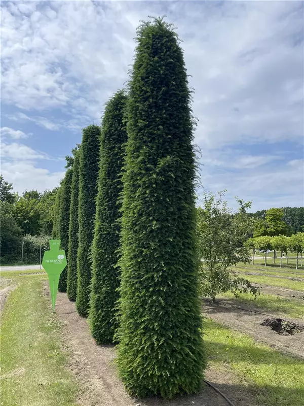 Taxus baccata 'Höpken's Gigant'