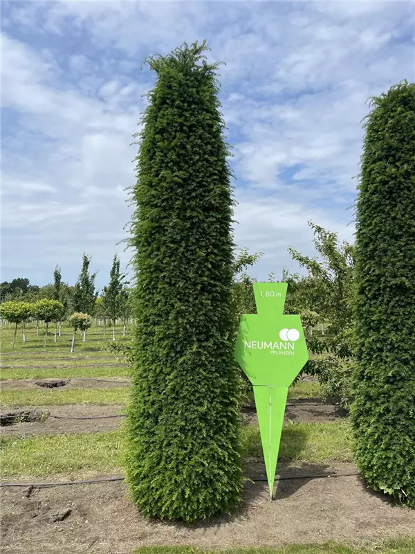 Taxus baccata 'Höpken's Gigant'