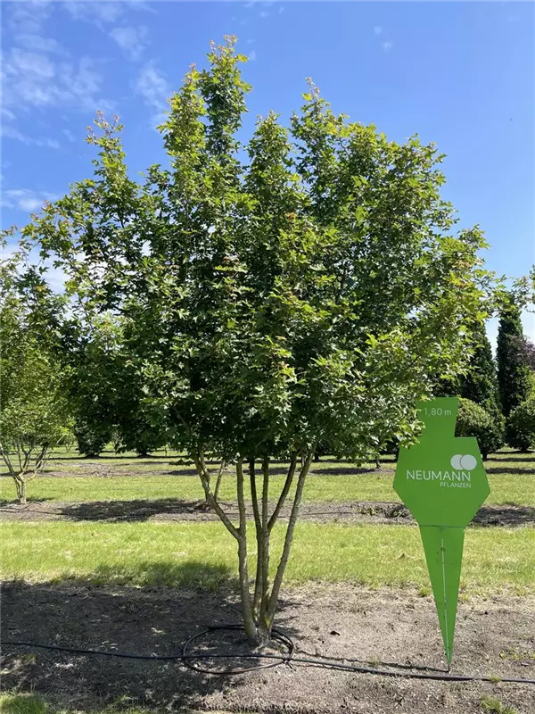 Acer campestre