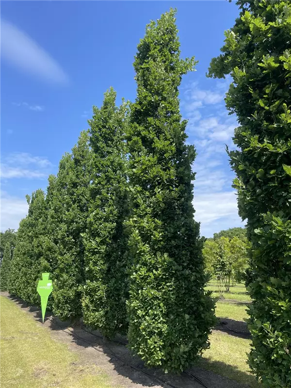Quercus robur 'Fastigiata Koster'