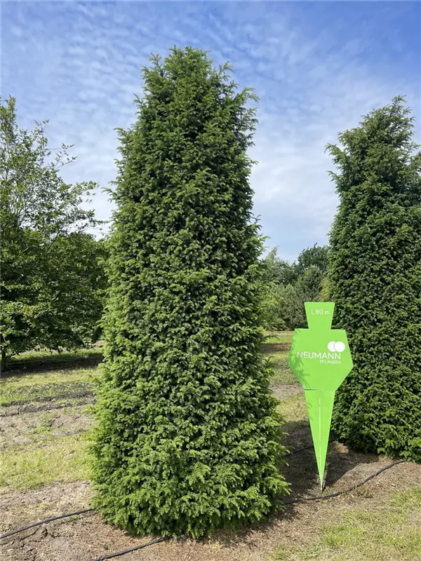 Taxus baccata 'Höpken's Gigant'