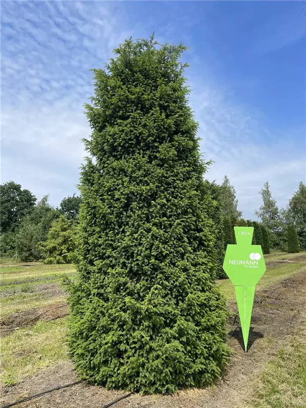Taxus baccata 'Höpken's Gigant'