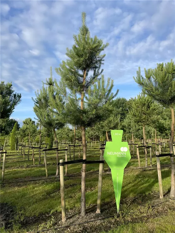 Pinus sylvestris