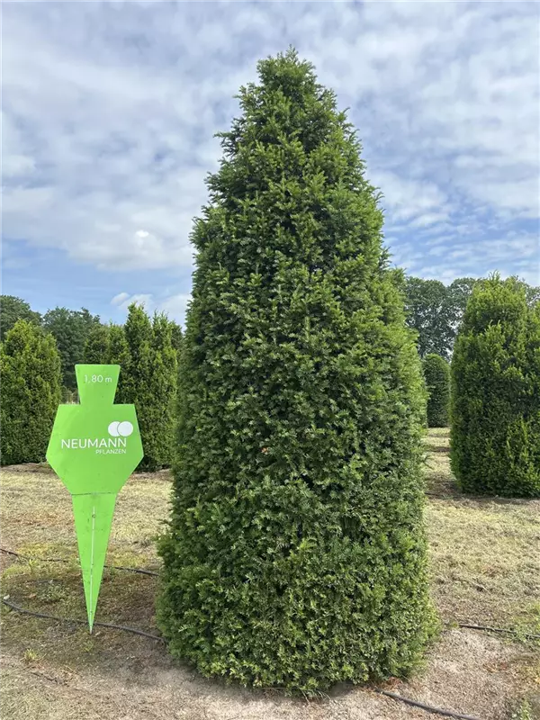 Taxus baccata 'Höpken's Gigant'
