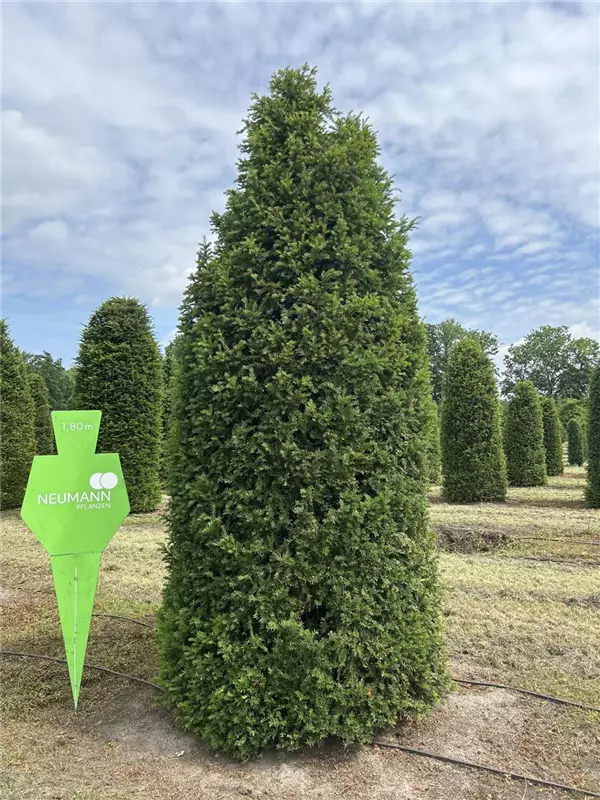Taxus baccata 'Höpken's Gigant'