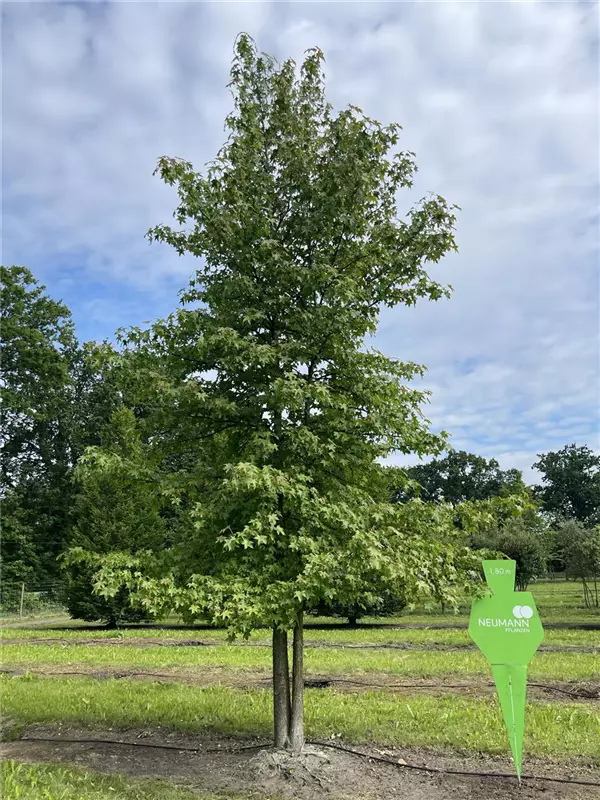 Liquidambar styraciflua