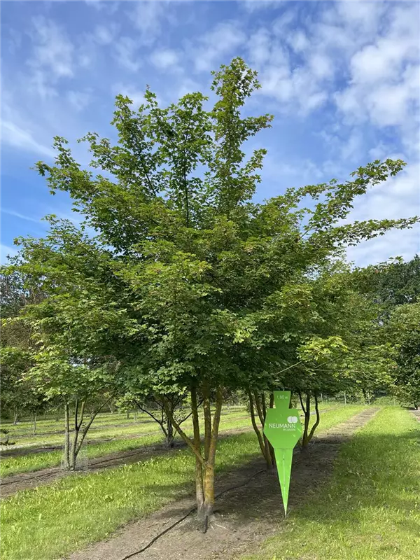 Acer campestre
