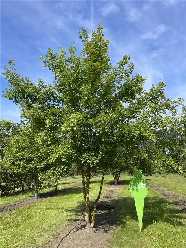 Acer campestre
