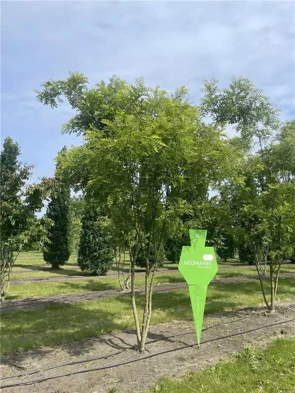 Sophora japonica