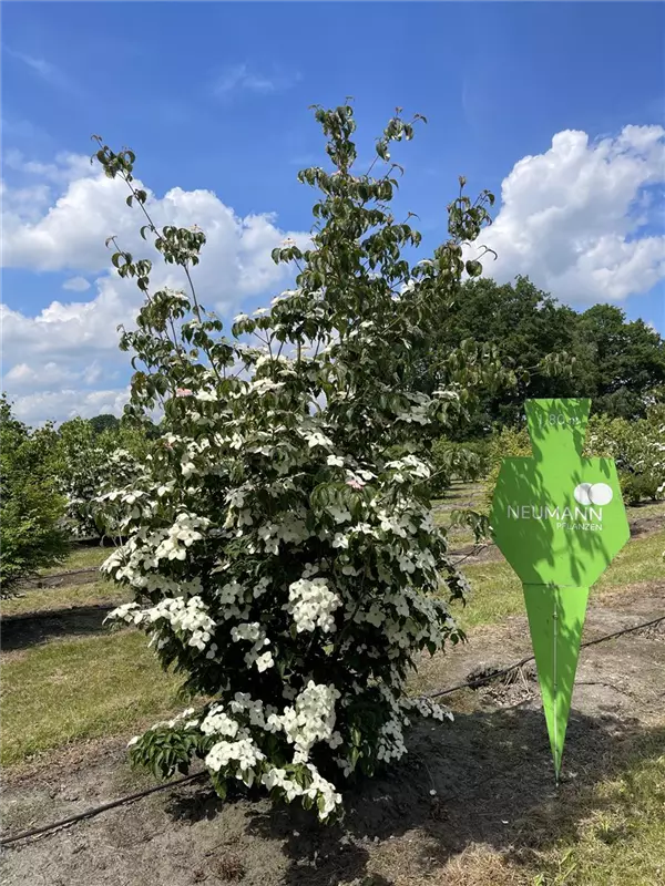 Cornus kousa chinensis