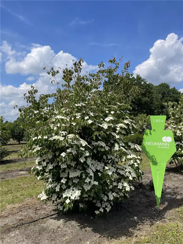 Cornus kousa chinensis