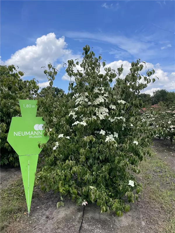 Cornus kousa chinensis